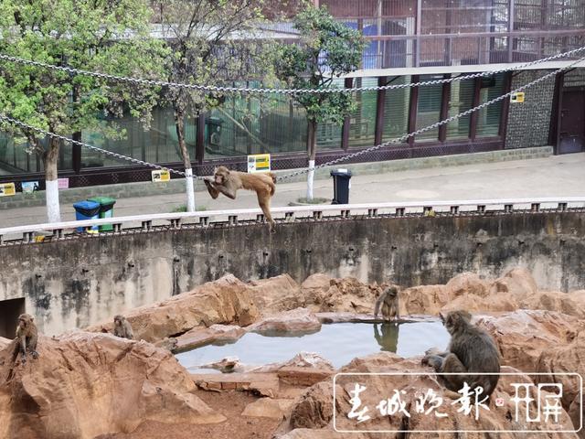 呈贡动物园新动态及亮点展现，最新消息揭秘