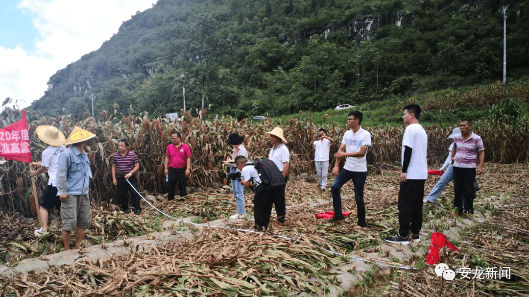 柳城县农业农村局新项目推动农业现代化，乡村振兴再添动力