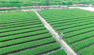 横山苗圃交通最新动态